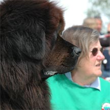 picture of brown Newfoundland dog and Judith Stonestreet
