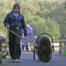 picture of black Newfoundland dog, Nutbrook Peaceful Waters pulling cart, with handler