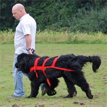 picture of black Newfoundland dog, sheridel loxley